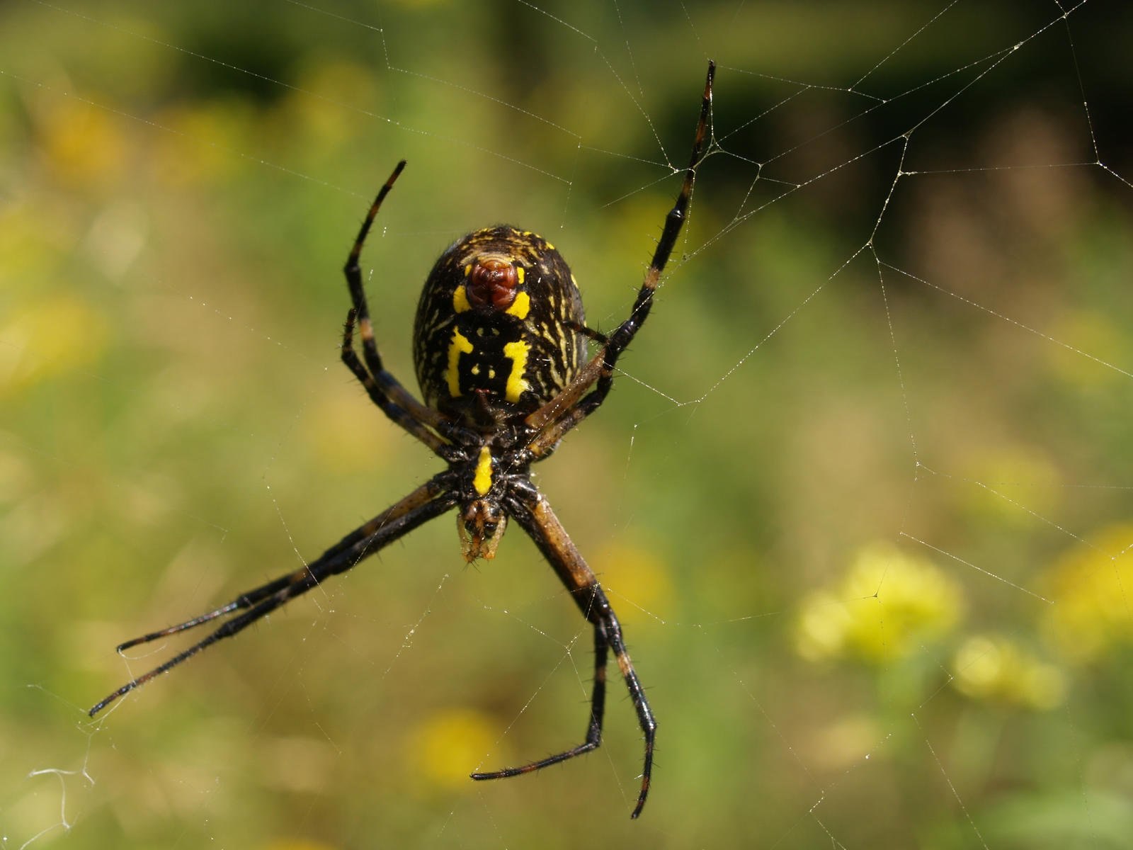 Желтый паук с черными точками - картинки и фото poknok.art