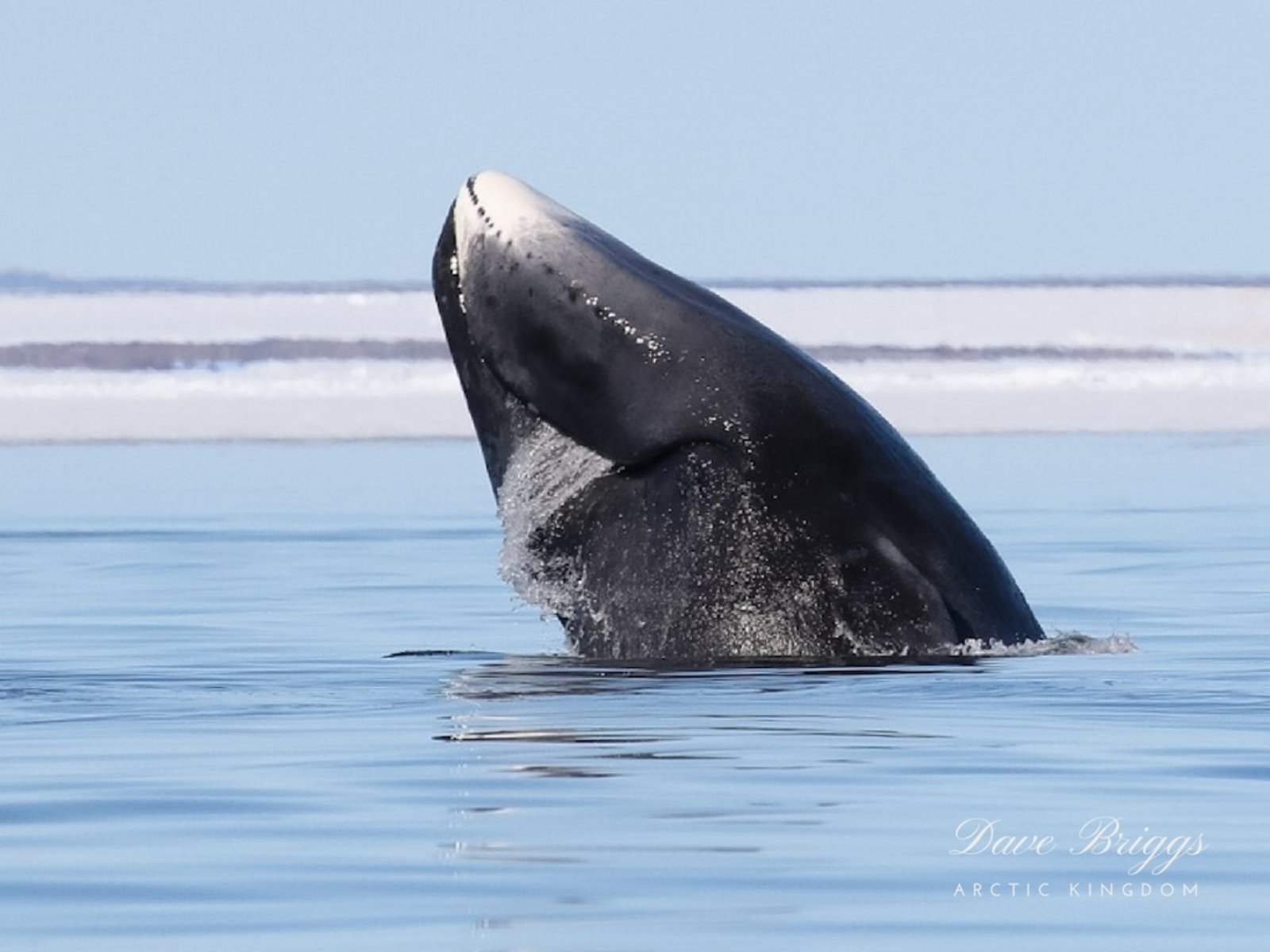Полярный (Гренландский) кит Balaena mysticetus Linnaeus