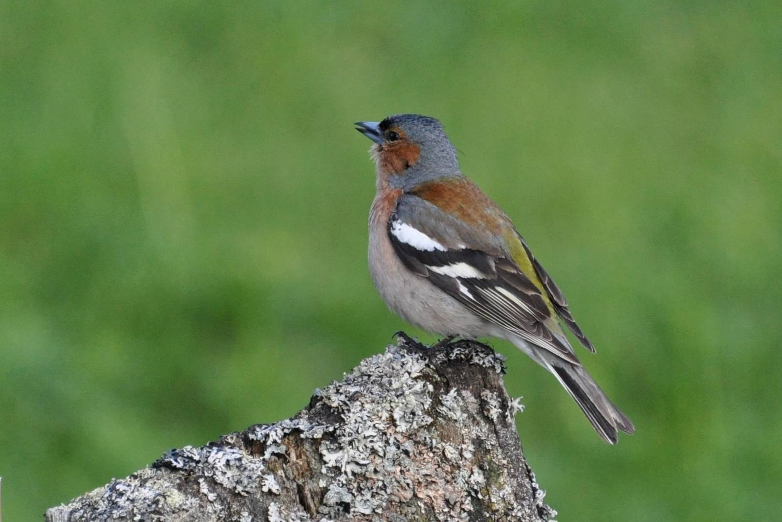 Зяблик разбор. Зяблик (fringilla COELEBS). Зяблик (fringílla COÉLEBS). Зяблик fringilla COELEBS гнездо. Полевой Зяблик.