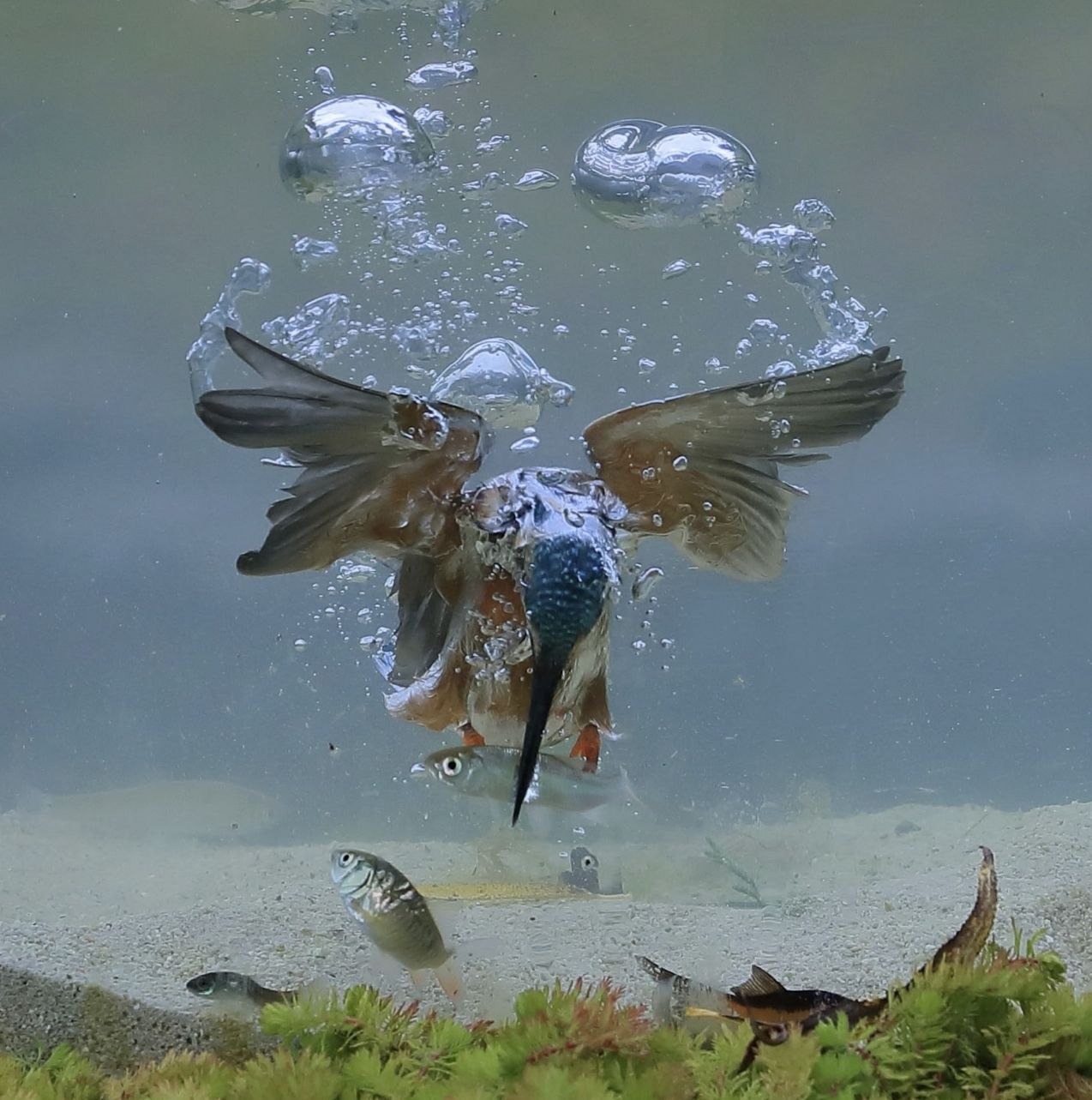 Птичка вода. Птица под водой. Зимородок в воде. Зимородок под водой. Ныряющие птицы.