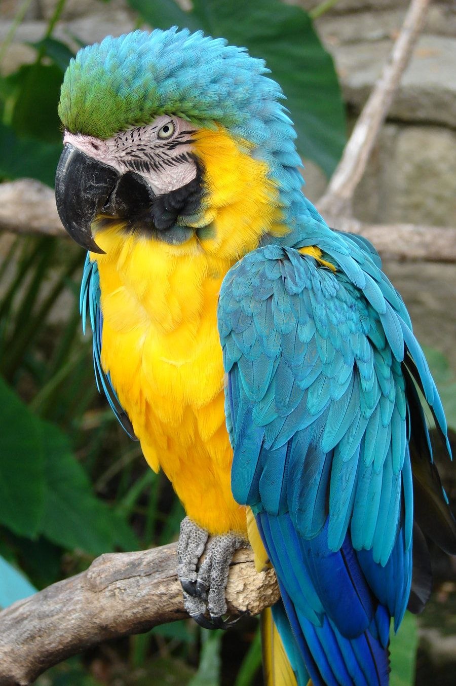 Большой цветной попугай. Попугай породы ара. Краснобрюхий ара. Какаду и ара. Попугай ара южноафриканский.
