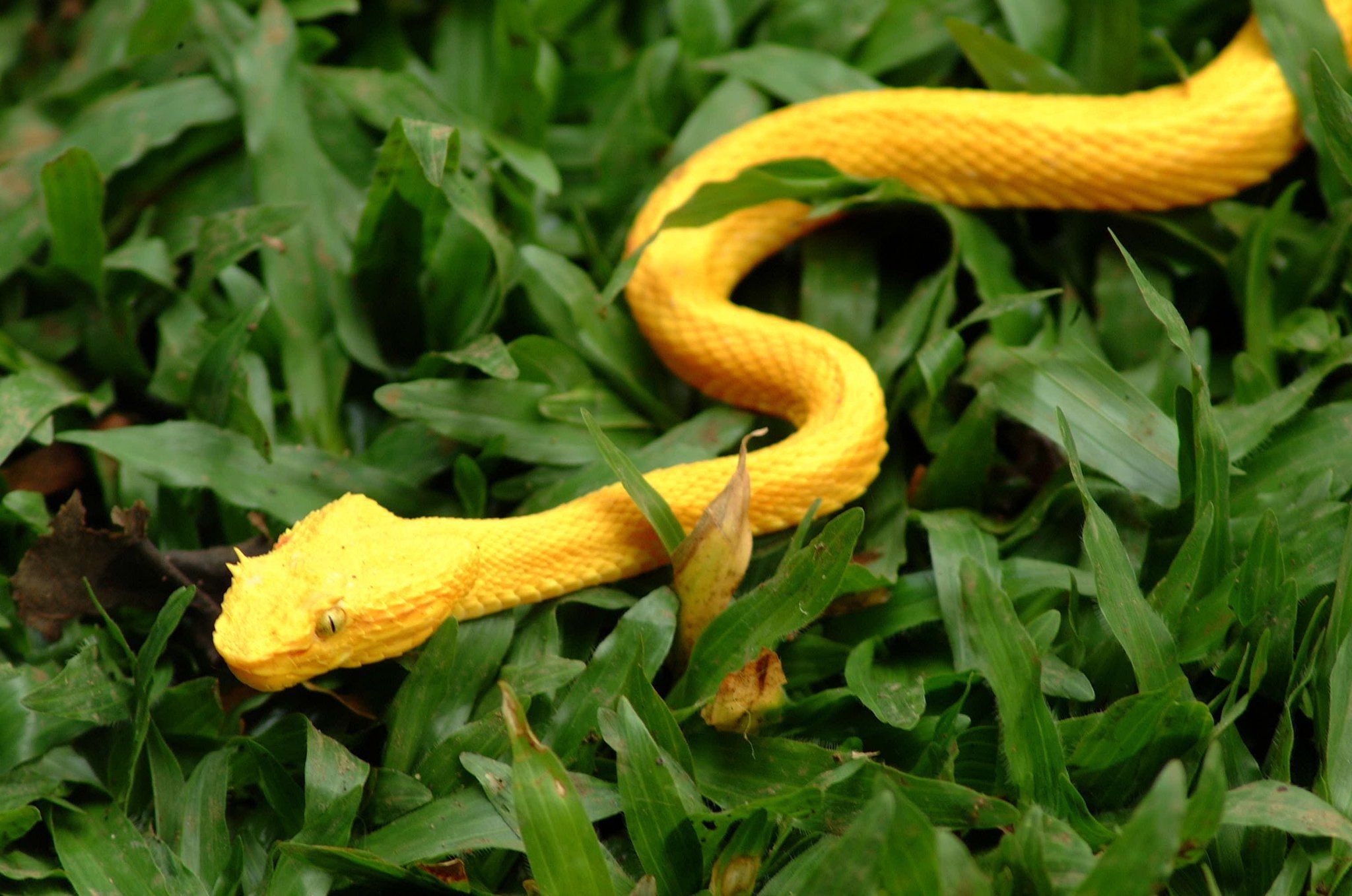 Маленькая желтая змея - 71 фото