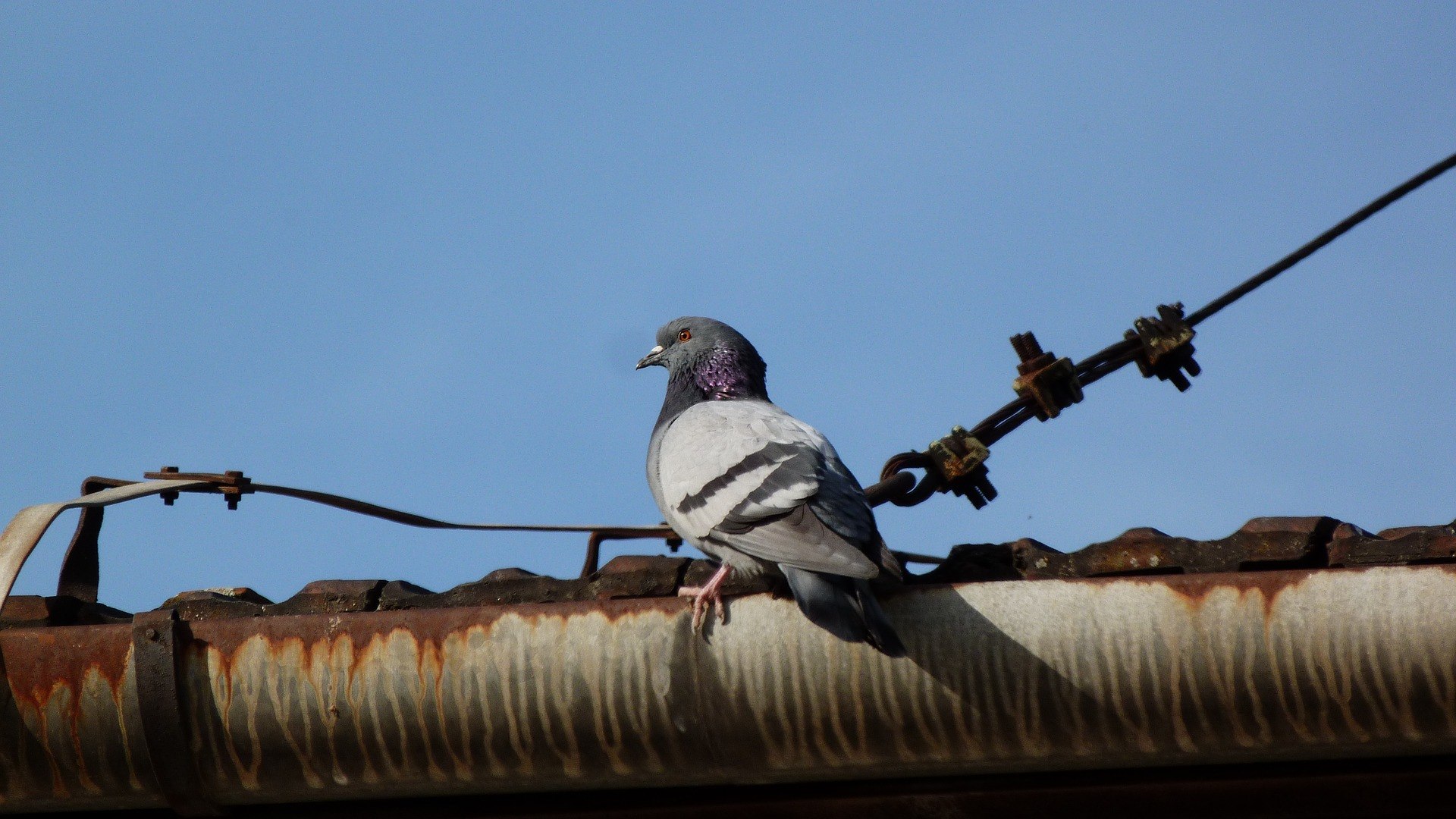 Голуби на крыше. Гонится за голубем. Охота на голубя с махокрылом. Голуби на крыше картинки. Голуби на крыше примета
