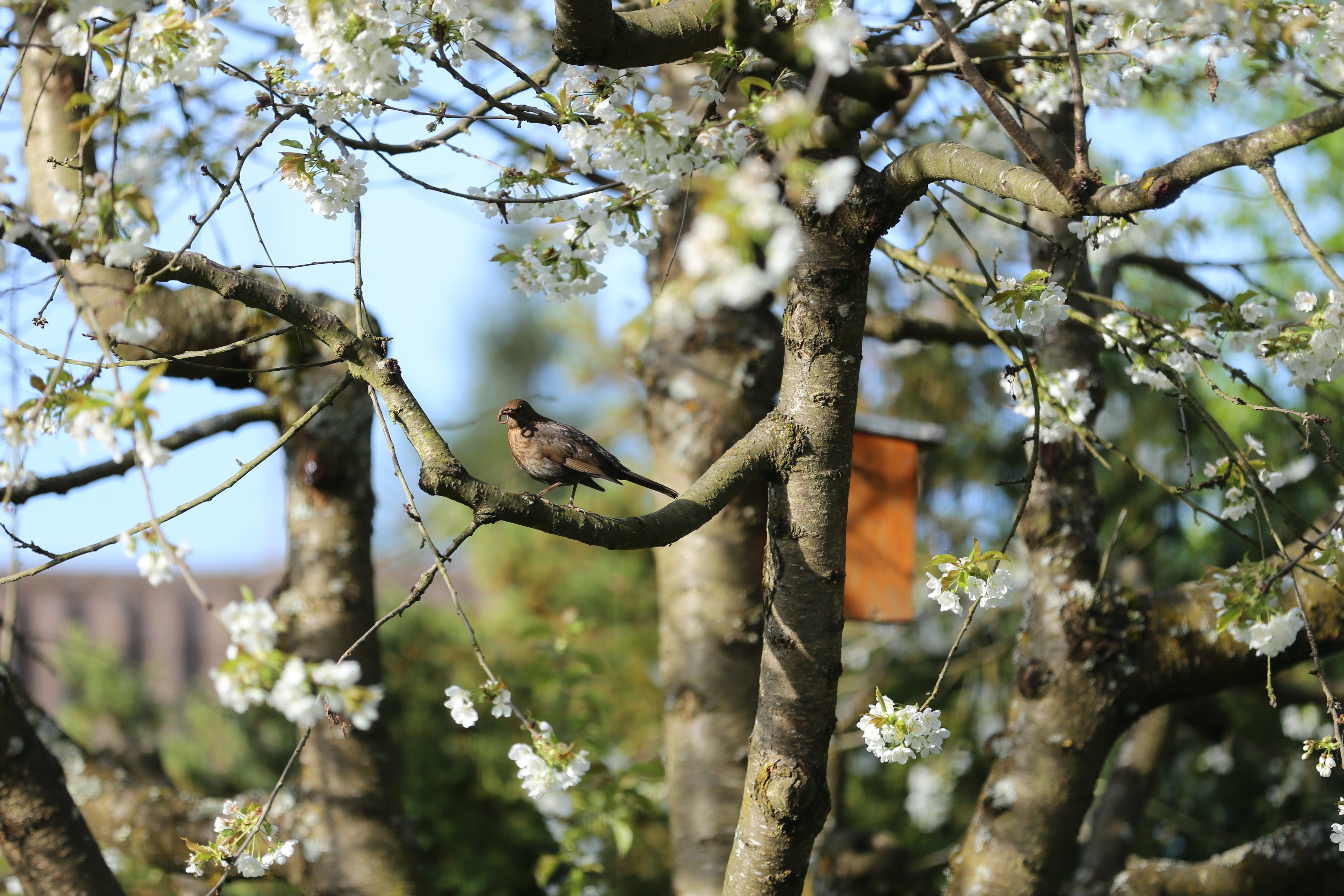 Птицы весной фото. Птичка на дереве. Птицы весной. Дерево с певчими птицами.