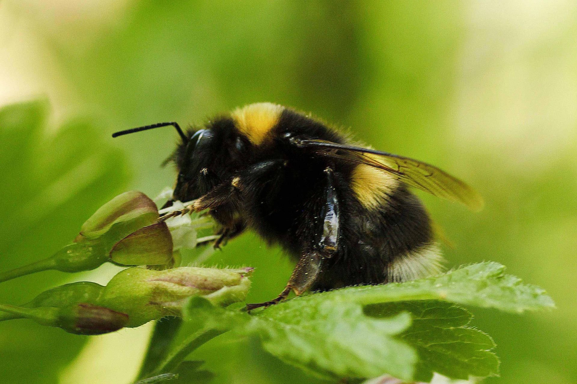 Шмель тур. Степной Шмель Bombus fragrans. Шмель армянский - Bombus armeniacus. Шмель Моховой Bombus muscorum. Шмель полевой.