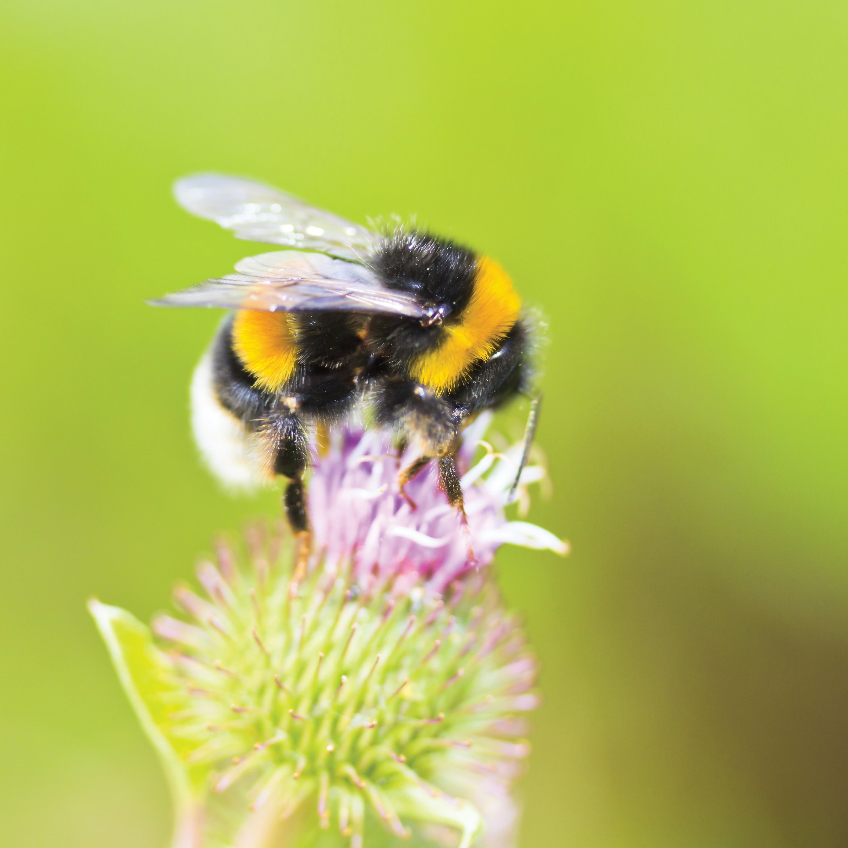 Полëт шмеля. Шмелевидная пчела. Шафранный Шмель. Bombus белый Шмель. Bumblebee пчела.