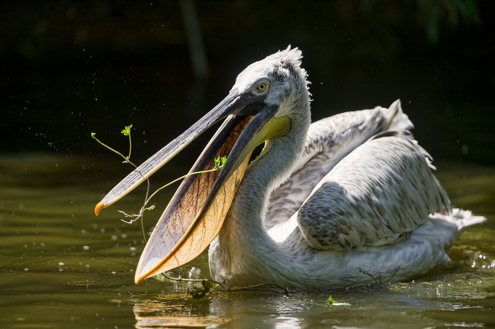 Pelican. Пеликан мешконос птица. Пеликан Южная Америка. Африканский Пеликан. Пеликан Сибирский.