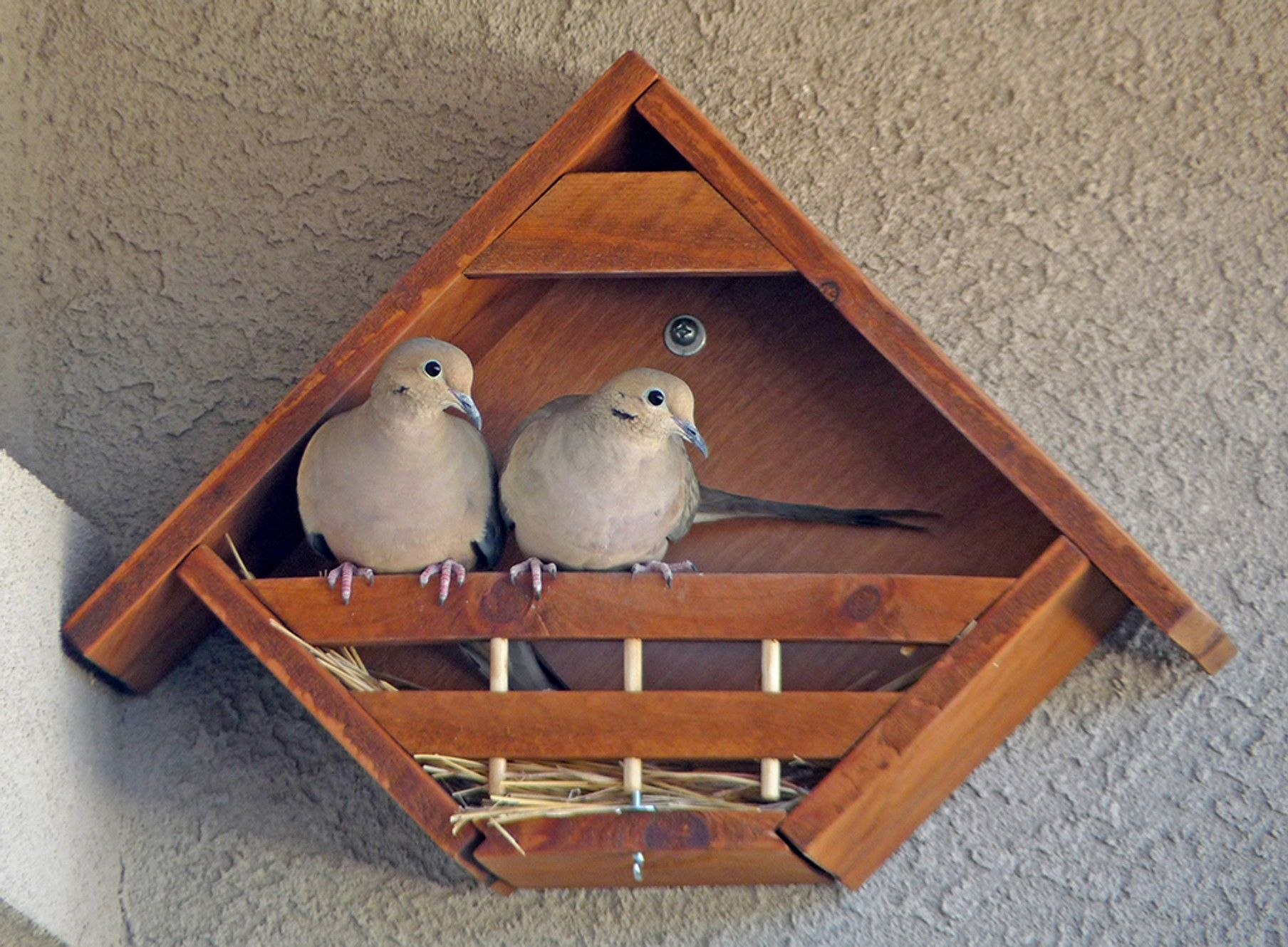 Домики для голубей - Живущие в квартире - Форумы centerforstrategy.ru - все о птицах