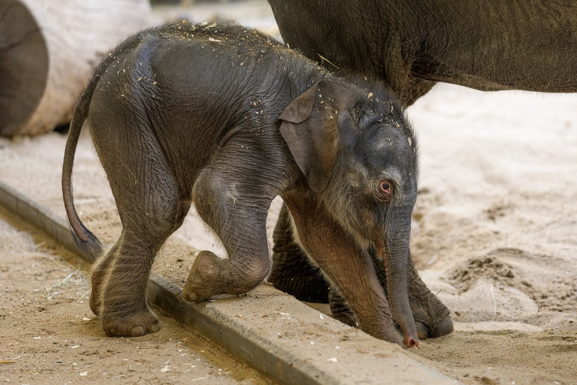 Слонята принимают ванну