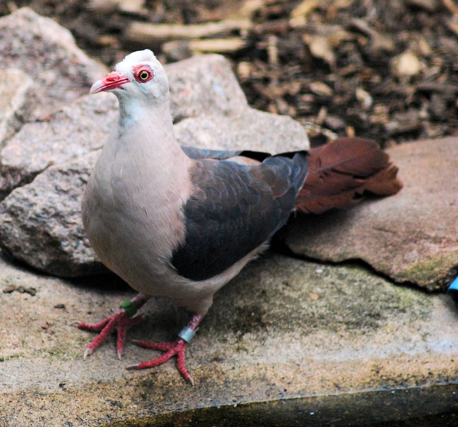 Фото красных голубей. Розовый голубь (nesoenas Mayeri). Розовый голубь Маврикий. Pigeon Pink Pigeon. Мавританский розовый голубь.