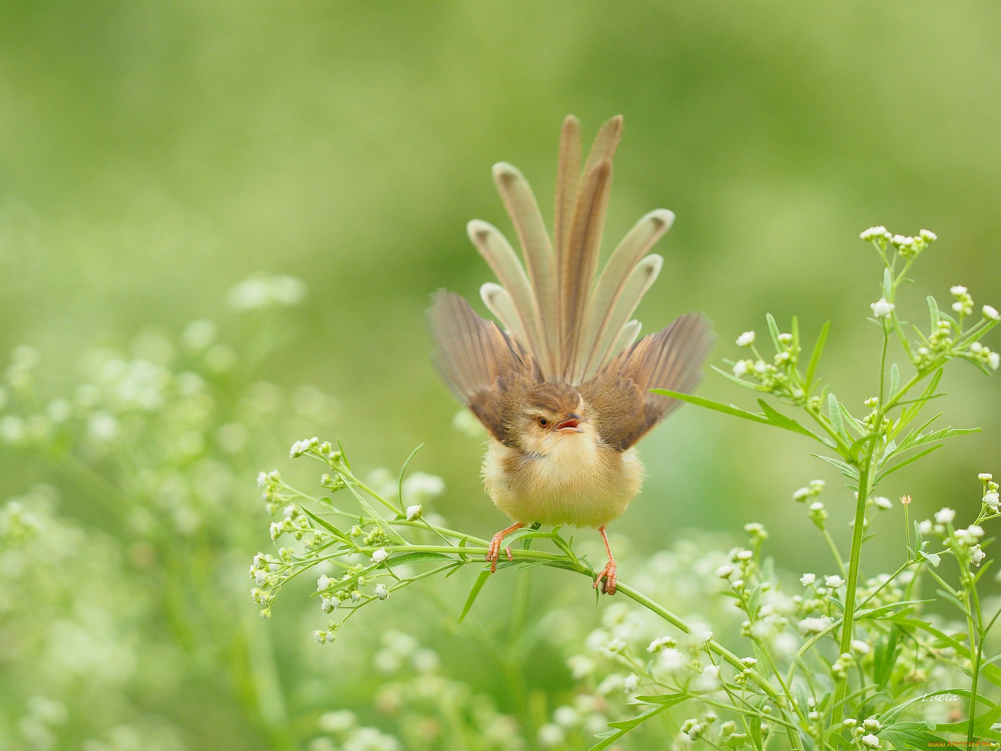 Morning bird. Природа птицы. Картинки на рабочий стол птицы. Утро птицы. Летние птицы.