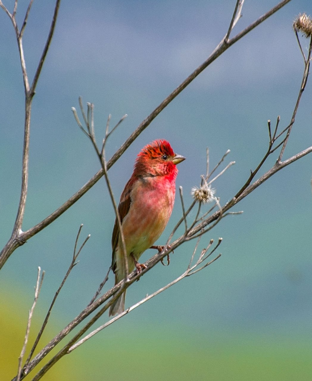 Красная воробьев. Carpodacus erythrinus. Красношапочная чечевица птица. Чечевица обыкновенная птица. Красный Воробей чечевица.