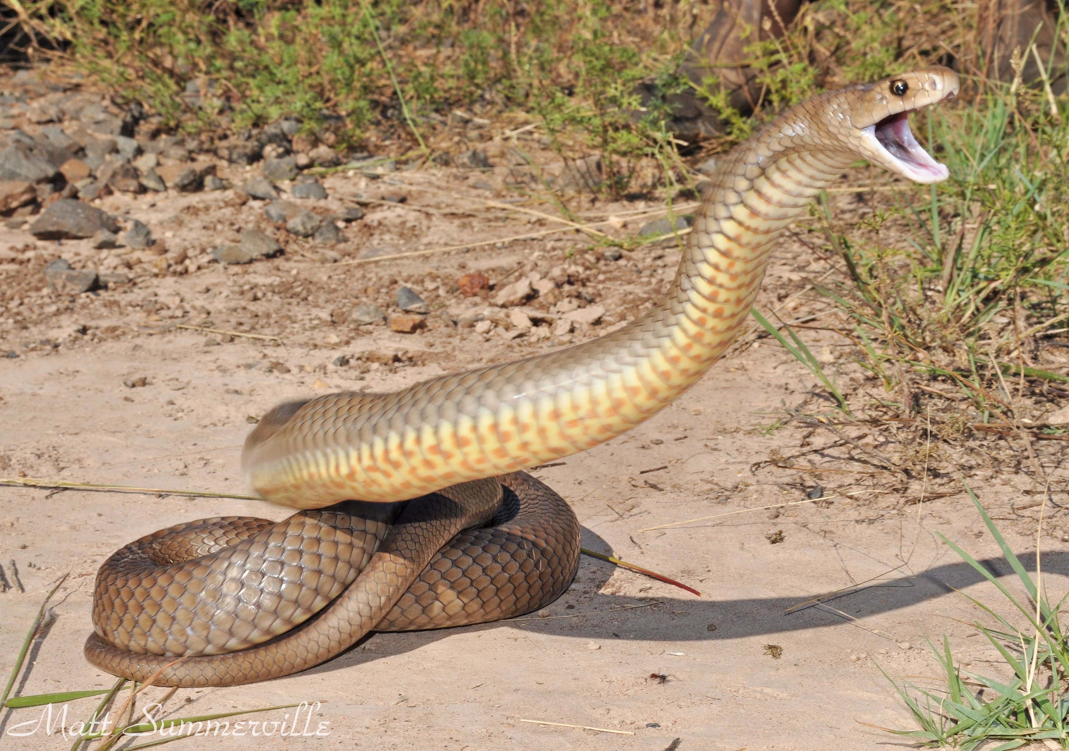 Нападение змей. Змеи Австралии Тайпан. Тайпан Маккоя змея. Австралийский Тайпан змея. Тайпан австралийская тигровая змея.
