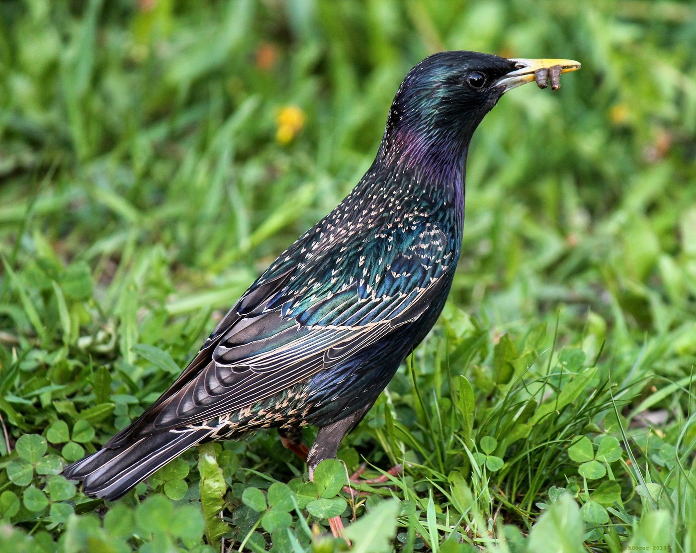 Шпак скворец. Обыкновенный скворец (Sturnus vulgaris). Капский скворец. Шпак пташка.