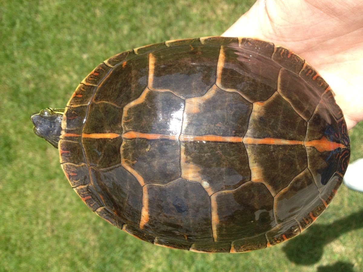 Turtle shell. Карапакс у черепахи что это. Черепаха Киникса Лесная. Панцирь черепахи снизу. Панцирь черепахи.