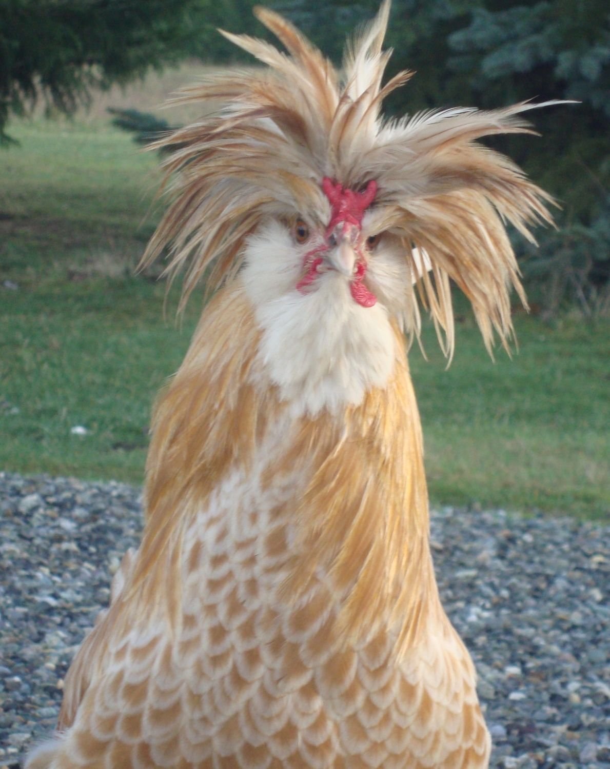 Курица с волосами - картинки и фото poknok.art