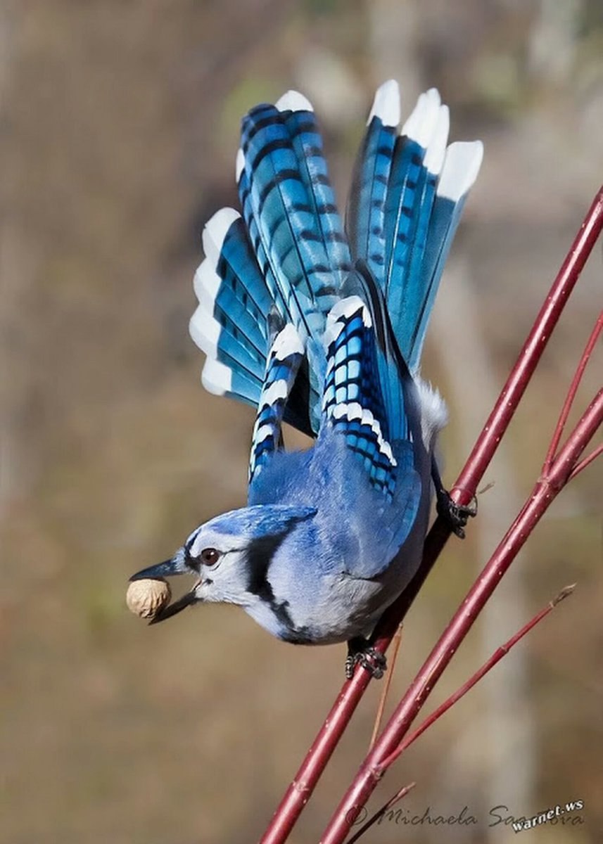 Bluejay. Голубая кустарниковая сорока. Голубая кустарниковая Сойка. Черноголовая голубая Сойка. Птица Сойка Крымская.