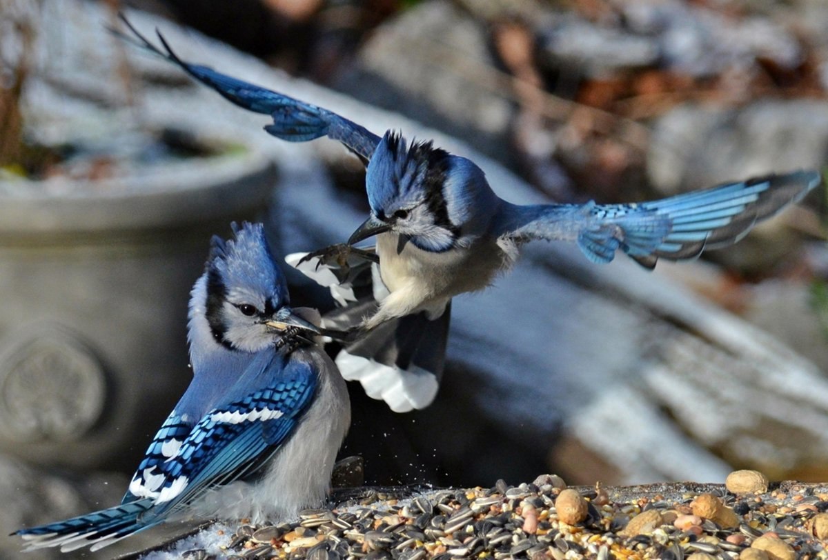 Птицы особенно чутки. «Голубые сойки». Птичка Сойка голубая. Голубая Сойка Канада. Синие птицы пара.