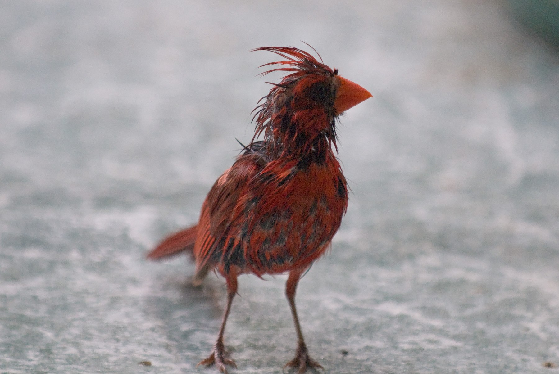 Взъерошенный воробей. Wet Bird.