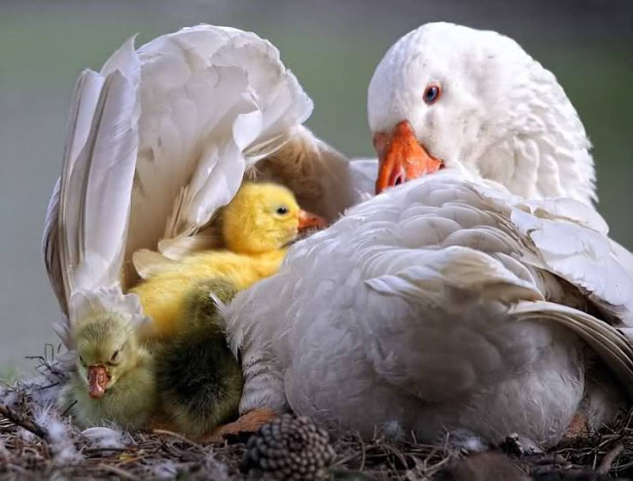 У птиц развита забота о потомстве. Птица с птенцами. Птенцы под крылом. Птенец под крылышком. Под крылом птицы.