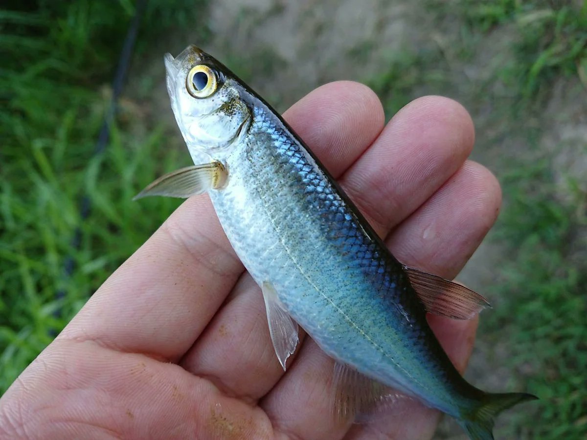 Уклейка фото. Верховка Leucaspius delineatus. Уклейка рыба. Уклейка обыкновенная. Уклейка Alburnus Alburnus.