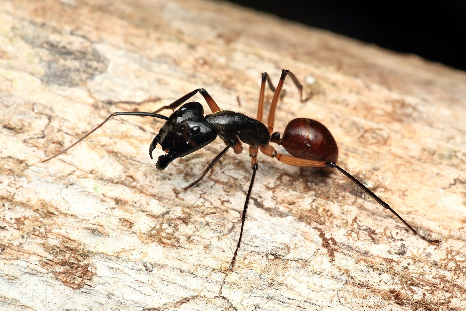 В африке водятся муравьи которые устраивают. Муравей Camponotus Gigas. Кампонотус Гигас. Муравей Dinoponera. Кампонотус Гигас матка.