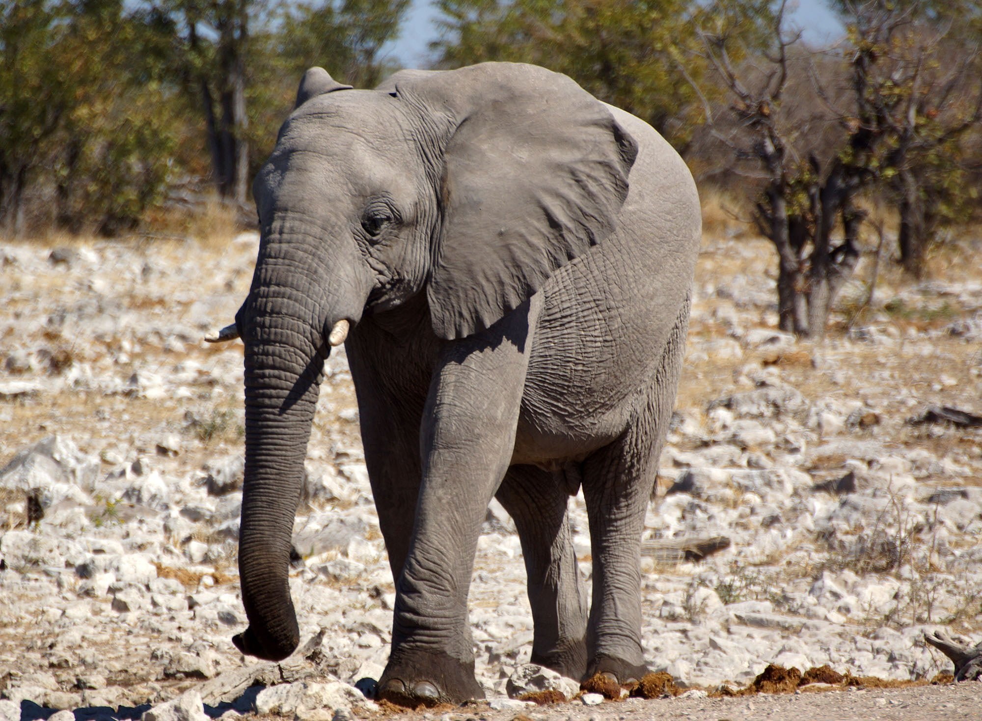 Elephant present. Африканский слон. Слон альбинос. Африканский саванный слон и сбоку. Слон серый.