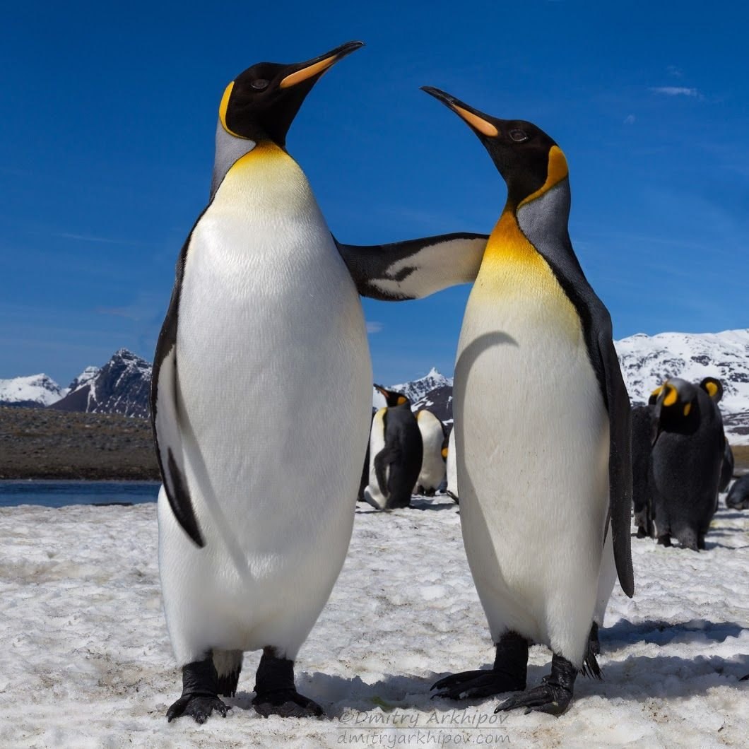 Императорские пингвины живут. Пингвины в Антарктиде. Королевский Пингвин в Антарктиде. Императорский Пингвин в Антарктиде. Антарктический Императорский Пингвин.