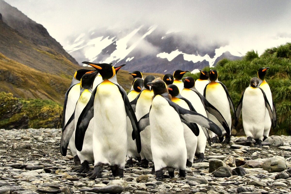 Императорские пингвины живут. Императорский Пингвин в Антарктиде. Королевский Пингвин в Антарктиде. Пингвины в Антарктиде. Ушуайя пингвины.