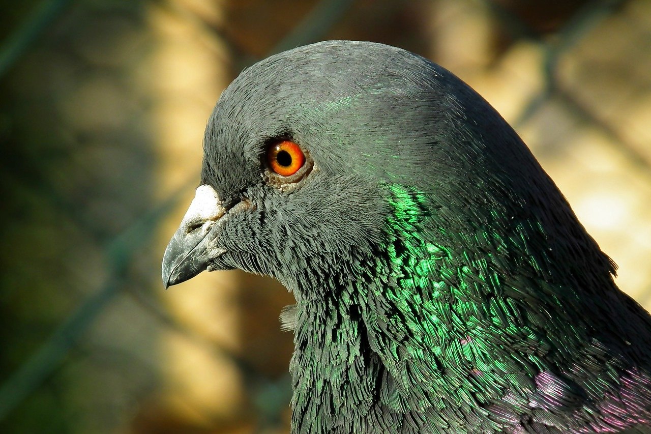 Птица с чешуей. Глаз голубя. Пятнистый зеленый голубь. Ptktysqujke,m. Голубь с зелеными глазами.