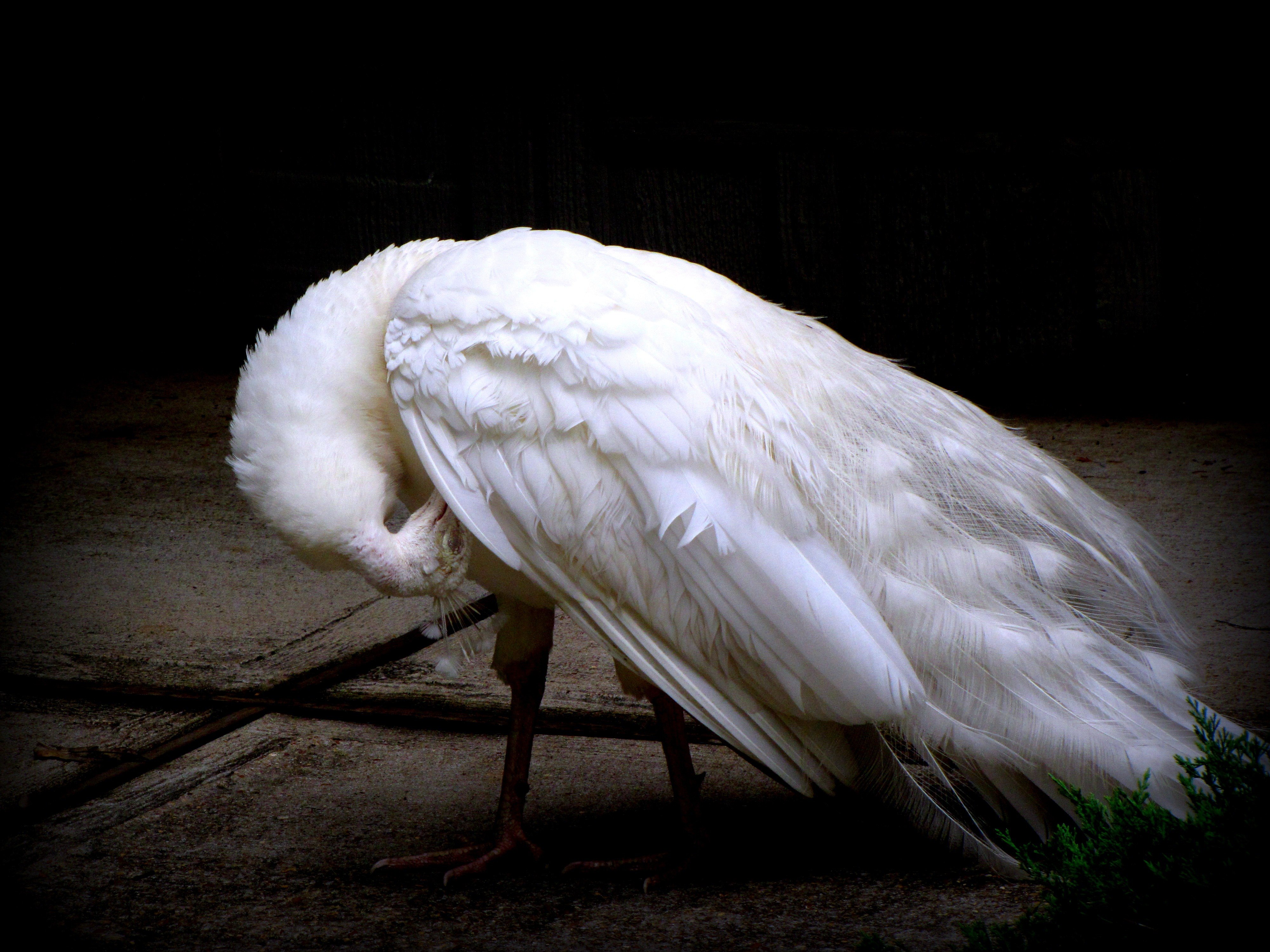 Белая пава. Белый Павлин. Пушистые Крылья. Белые Крылья.