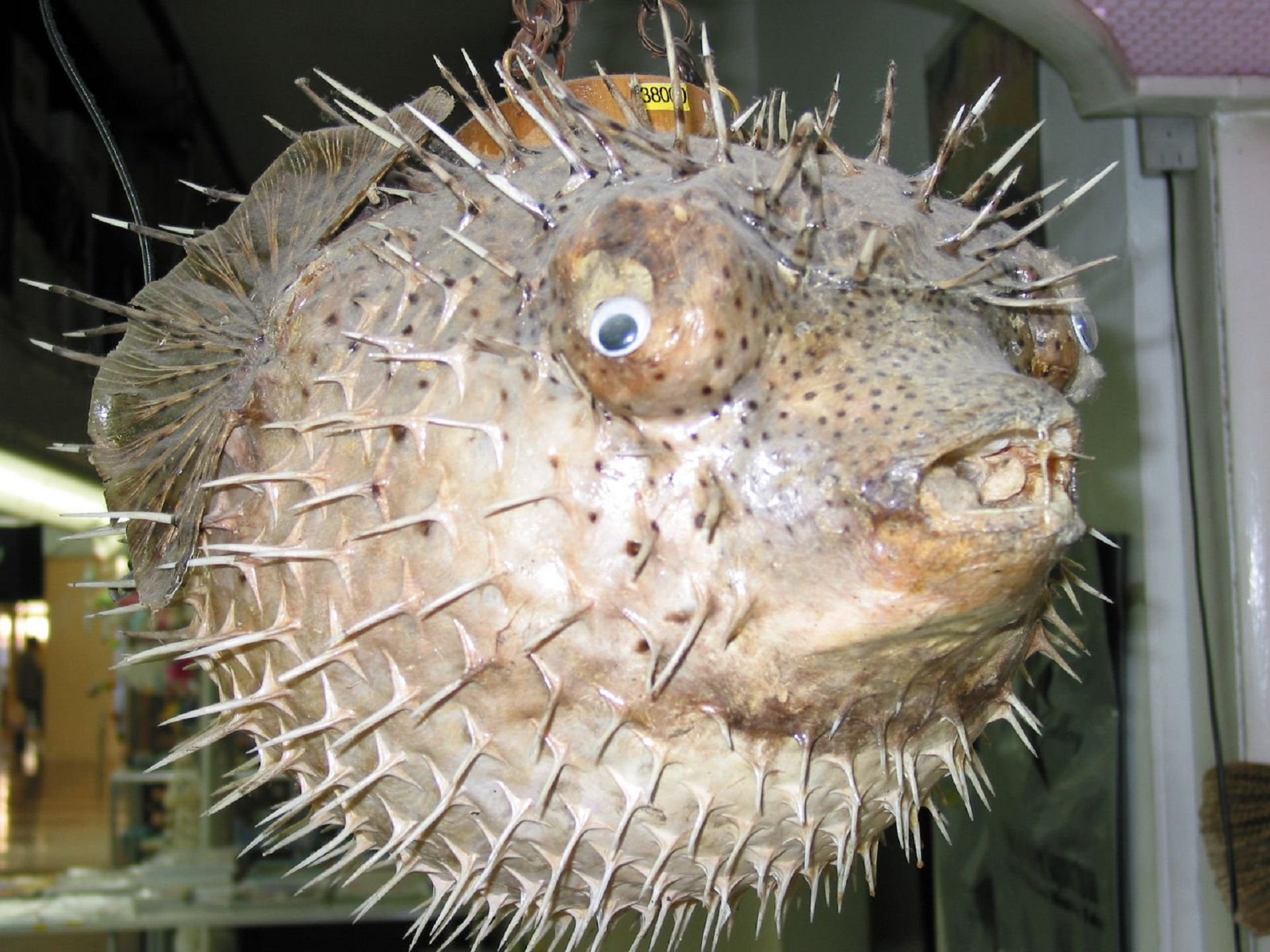 Blowfish рыба