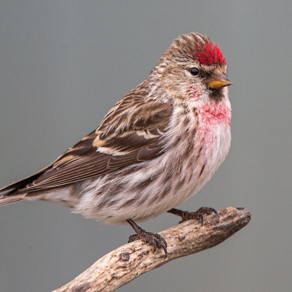 ЧЕЧЕТКА ПЕПЕЛЬНАЯ (Carduelis hornemanni) - Фауна Беларуси