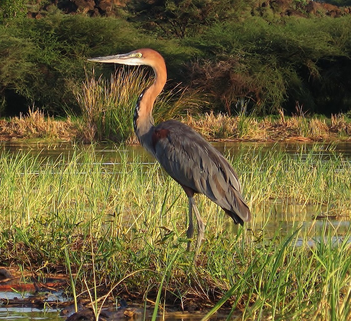 Heron перевод