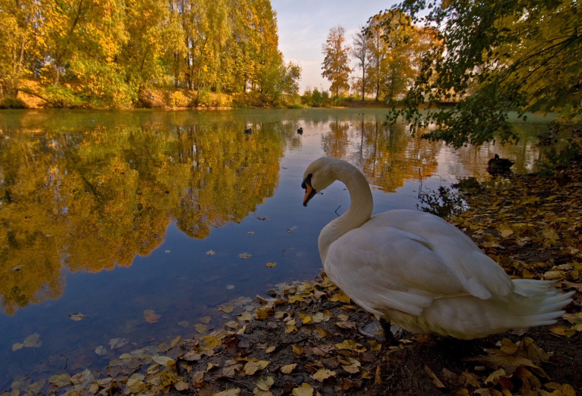 Лебеди осенью на пруду