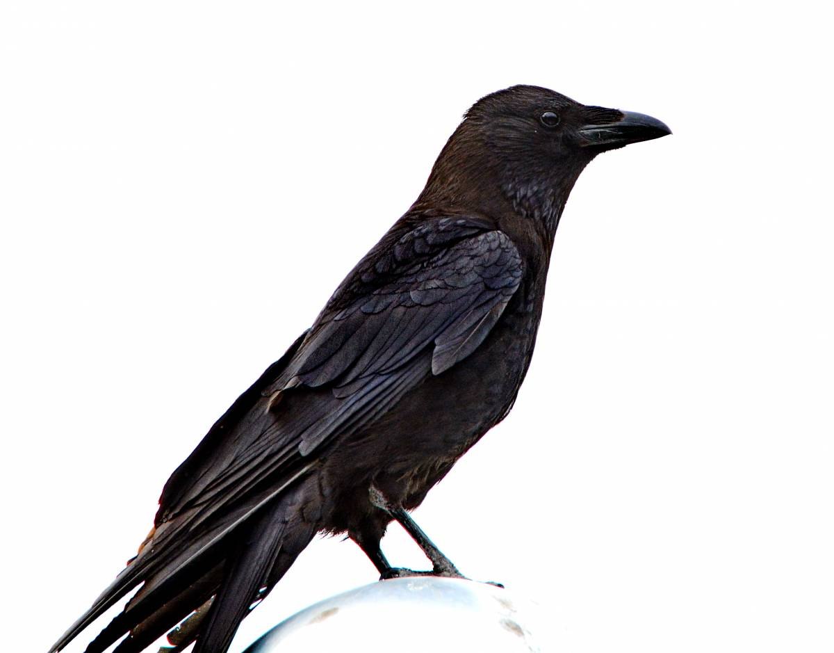 Ала карга. Чёрная воро́на Corvus Corone. Черная ворона - Corvus Corone. Корвус карга. Ворона на белом фоне.