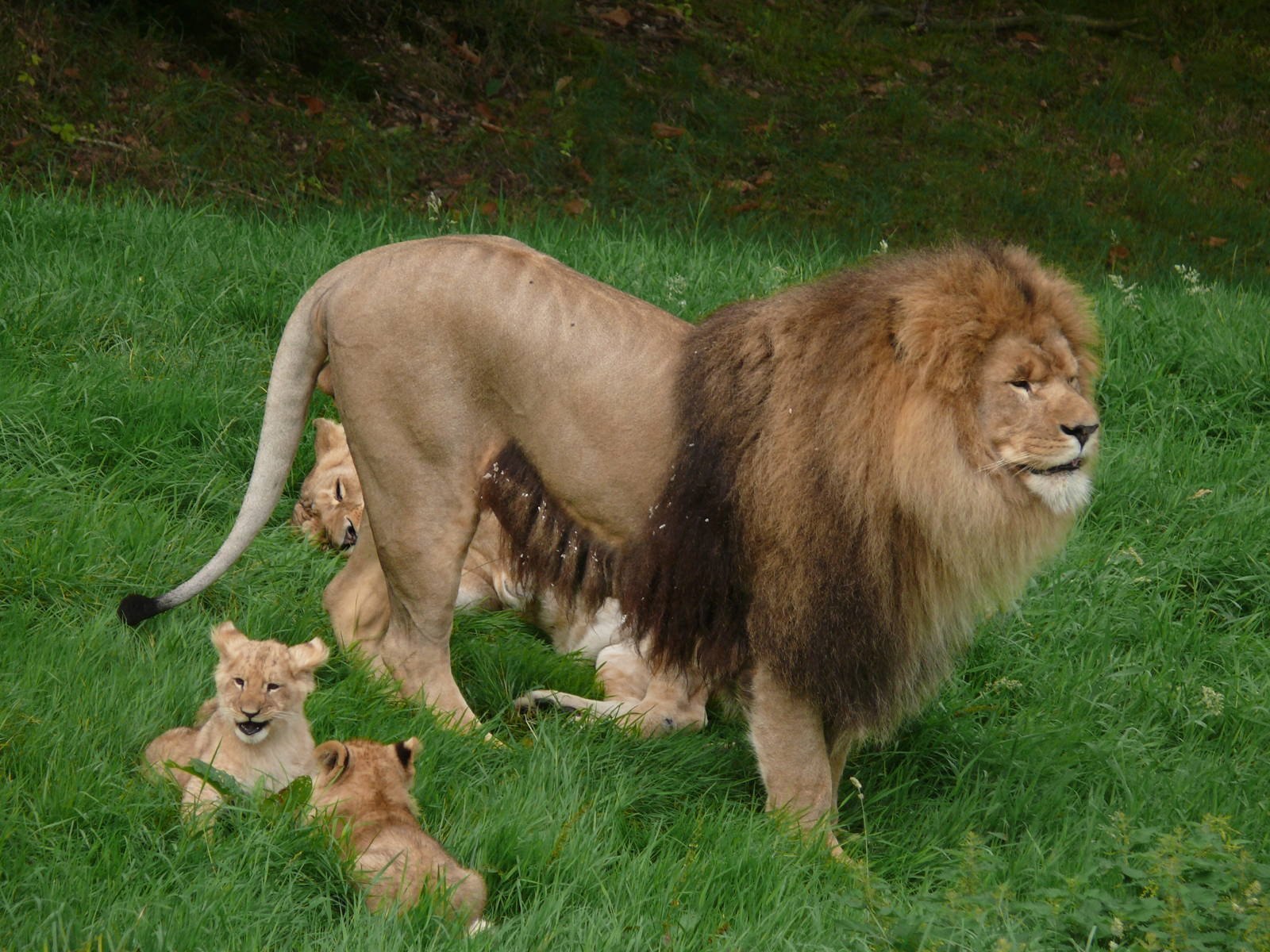 Капский Лев (Panthera Leo melanochaita)