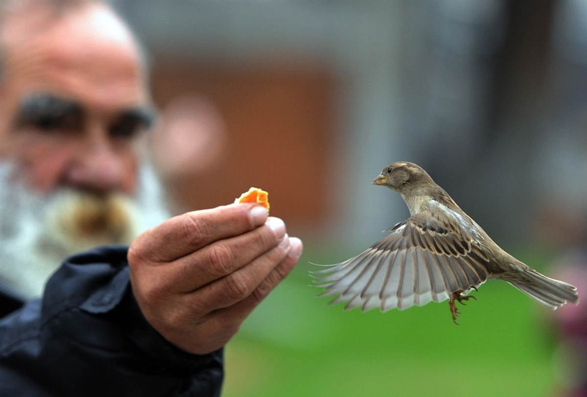 День человека птицы. Человек кормит птиц. Бедная птица. Человек птица. Птица на руке.