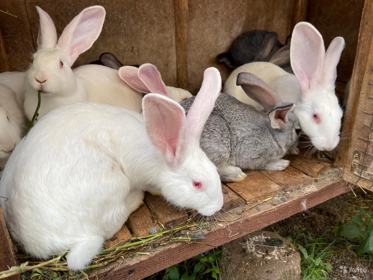 Лучшие породы кроликов на мясо. Бургундская Фландр кролики. Кролик ландрас. Кролик породы ландрас. Белый Фландр +шиншилла.