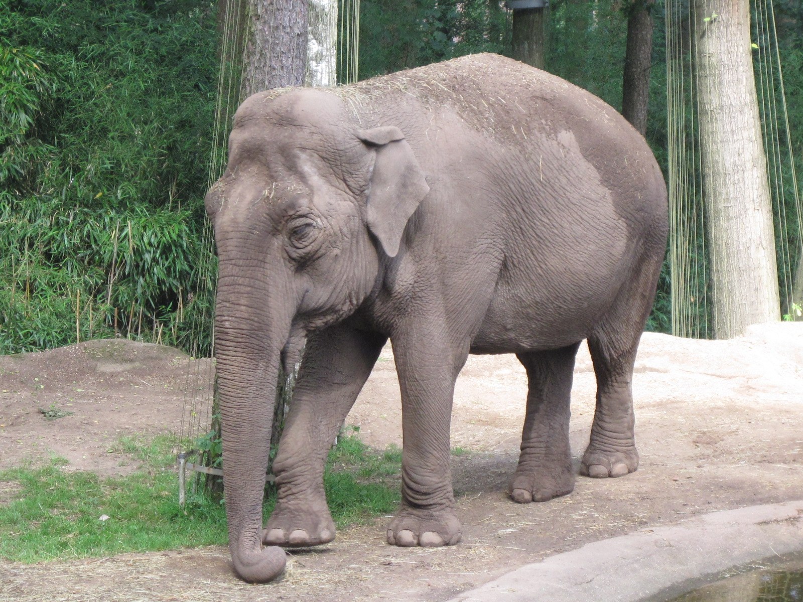 Индийские слоны живут. Индийский слон слон. Азиатский индийский слон. Elephas Maximus. Индийские слоны (Elephas): азиатский слон (el.