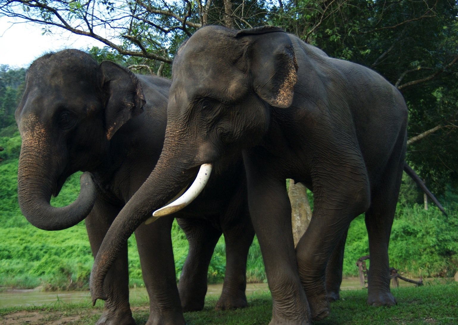 Индийские слоны живут. Индийские слоны хоботные. Азиатский слон хоботные. Индийский слон слон. Отряд хоботные.
