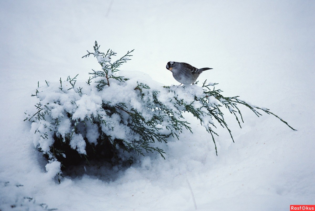 Птицы на дорогах зимой. Птички на снегу. Птицы под снегом. Птицы в зимнем лесу. Снежная птица зимы.