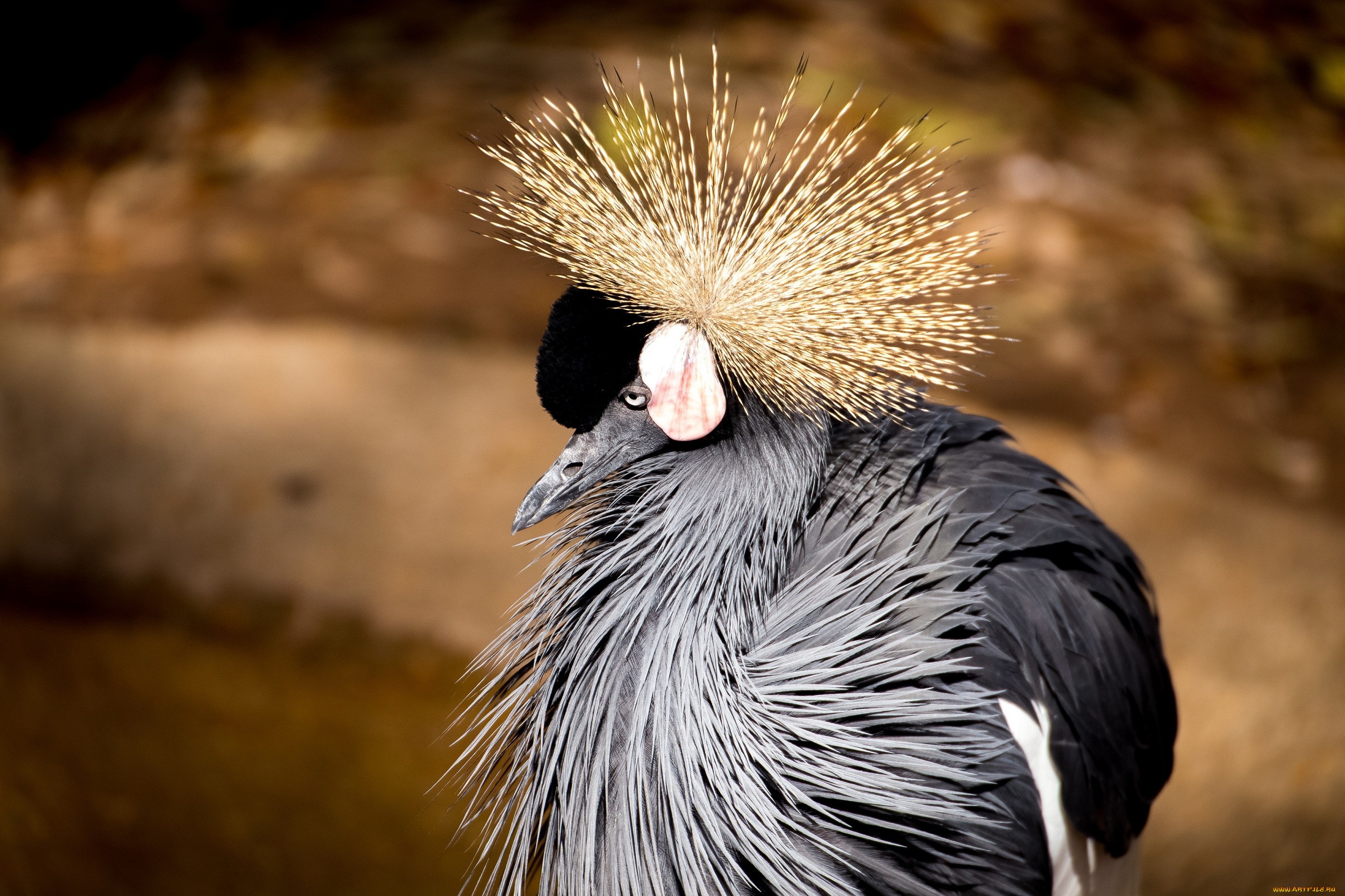 птички с хохолком на голове фото серые