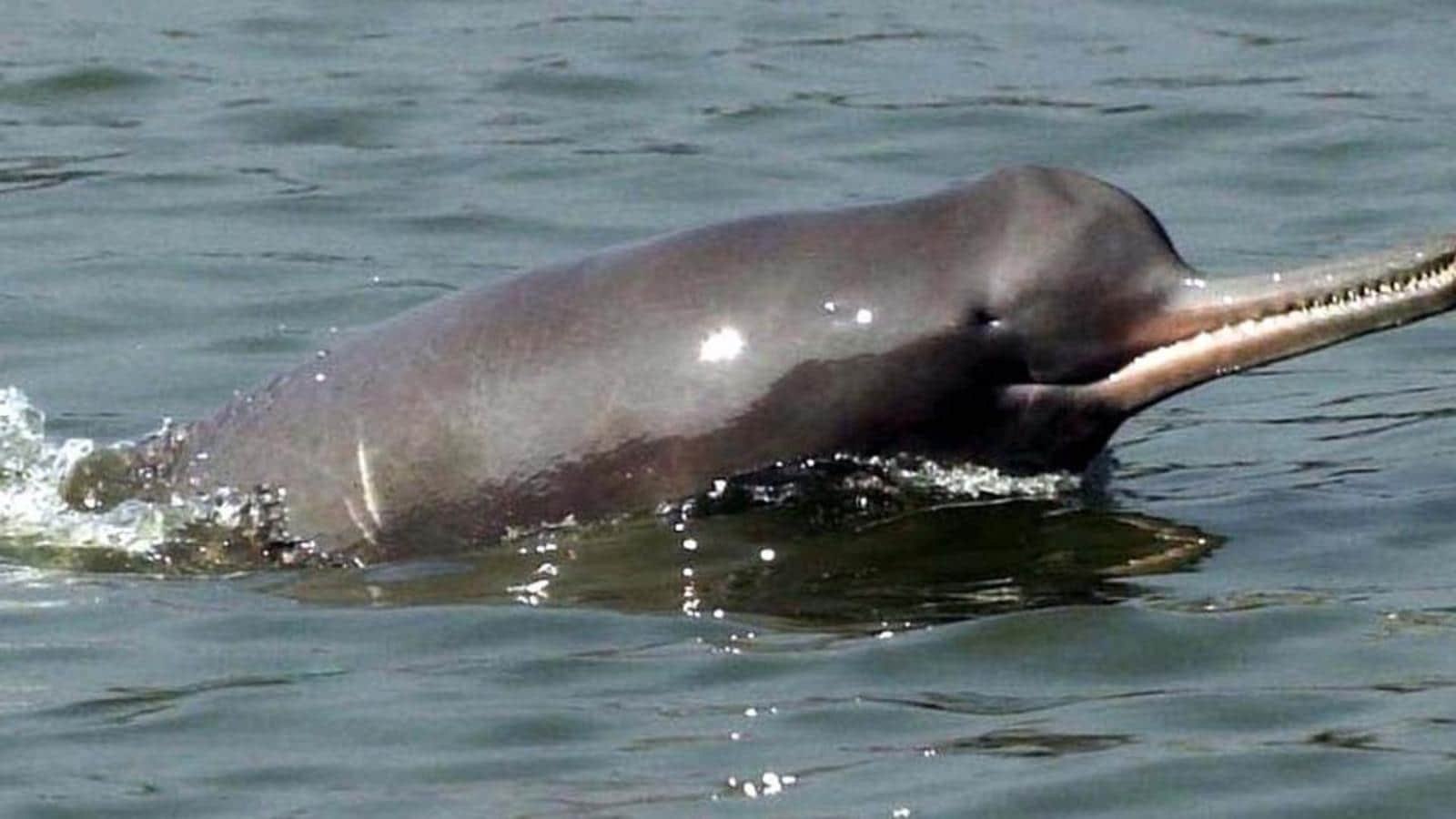 Гангский Речной Дельфин