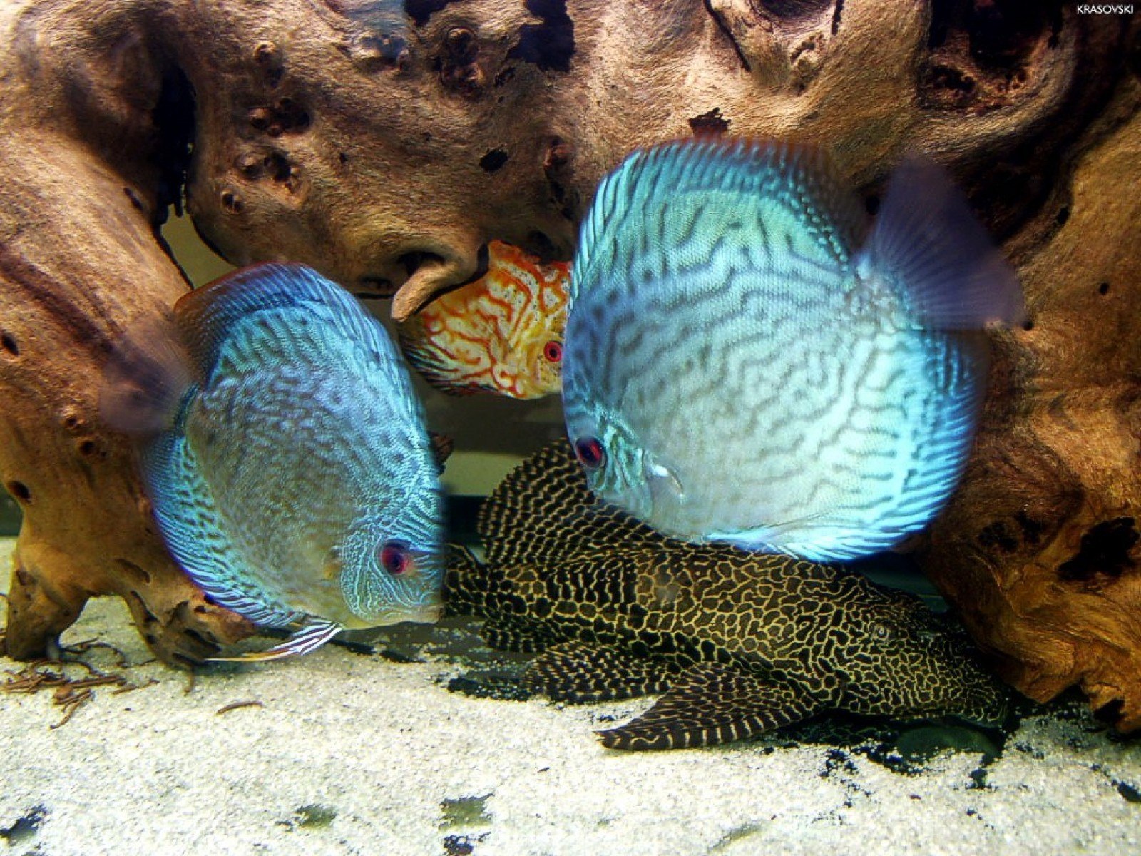 Рыбы живущие вместе. Дискус туркис. Дискус туркис синий. Дискусы аквариумные. Дискус рыбка аквариумная совместимость.