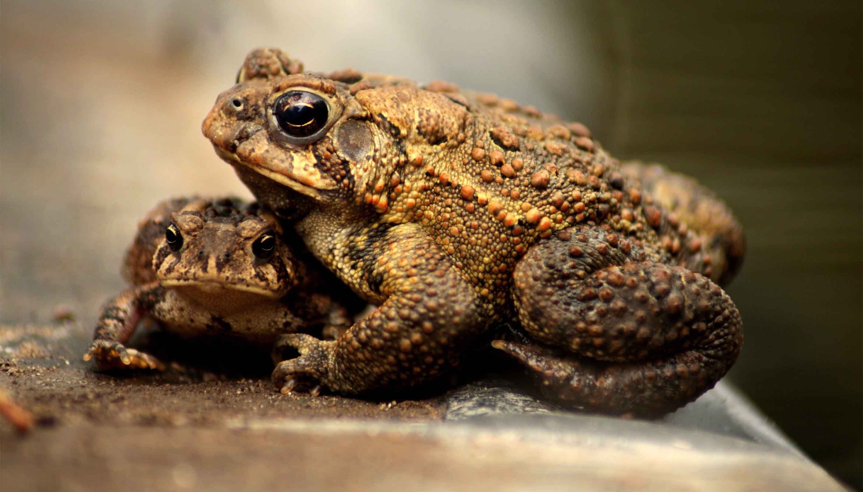 SAVE THE FROGS! Фотоконкурс - Победители года