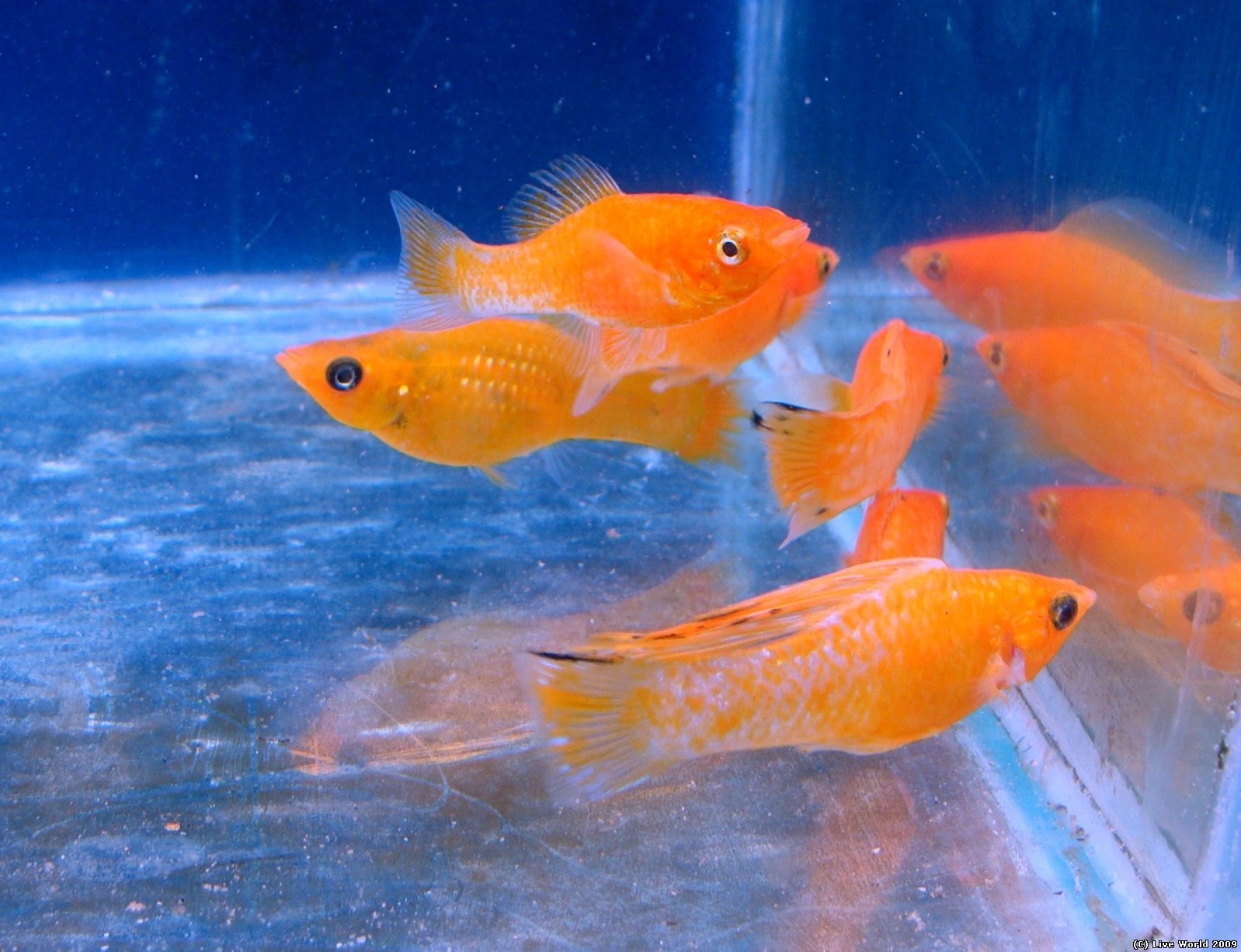 Оранжевая аквариумная рыбка. Моллинезия мраморная оранжевохвостая. Моллинезия аквариумная оранжевая. Моллинезии сфенопс. Моллинезия Велифера.