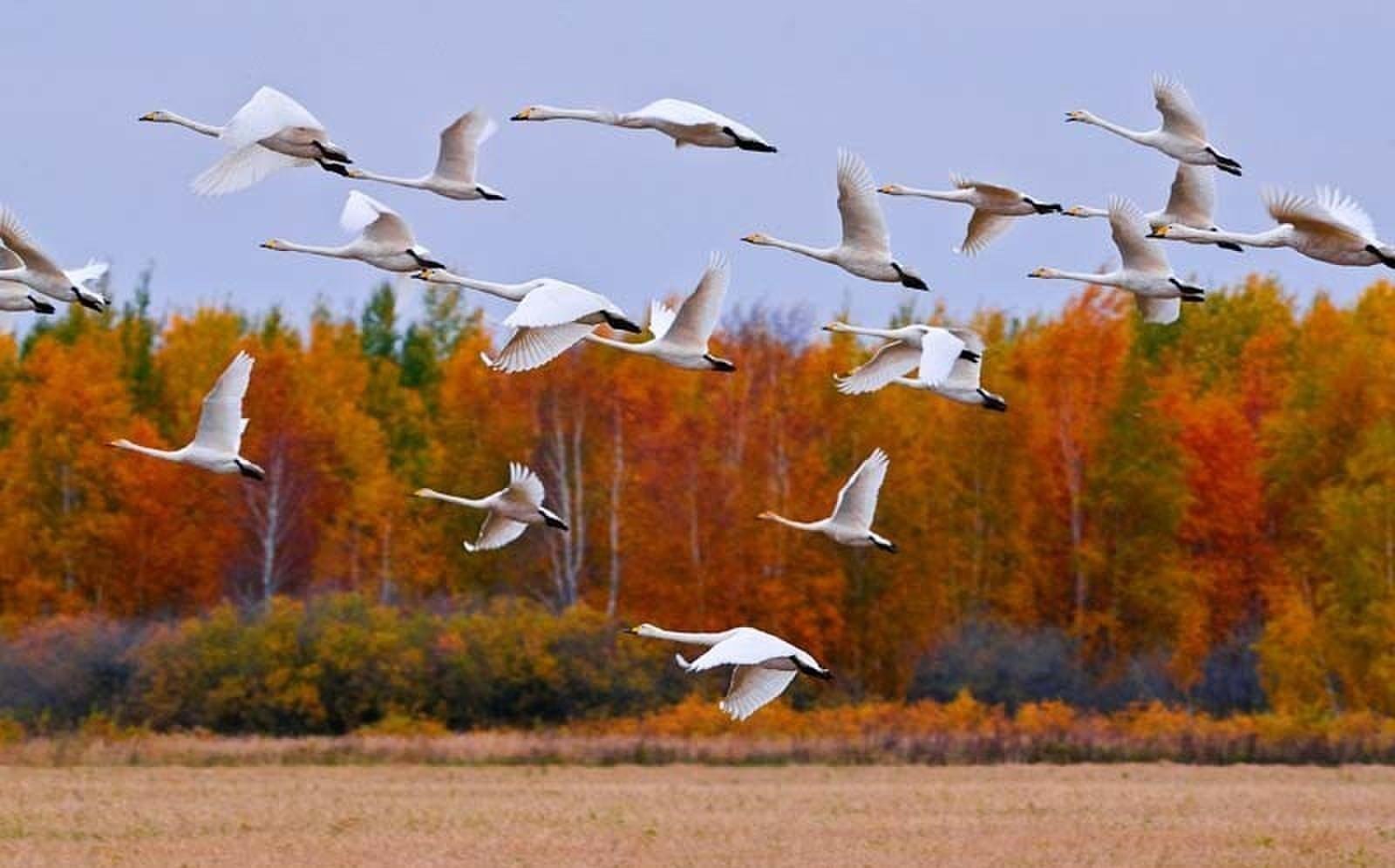 Перелет птиц рисунок