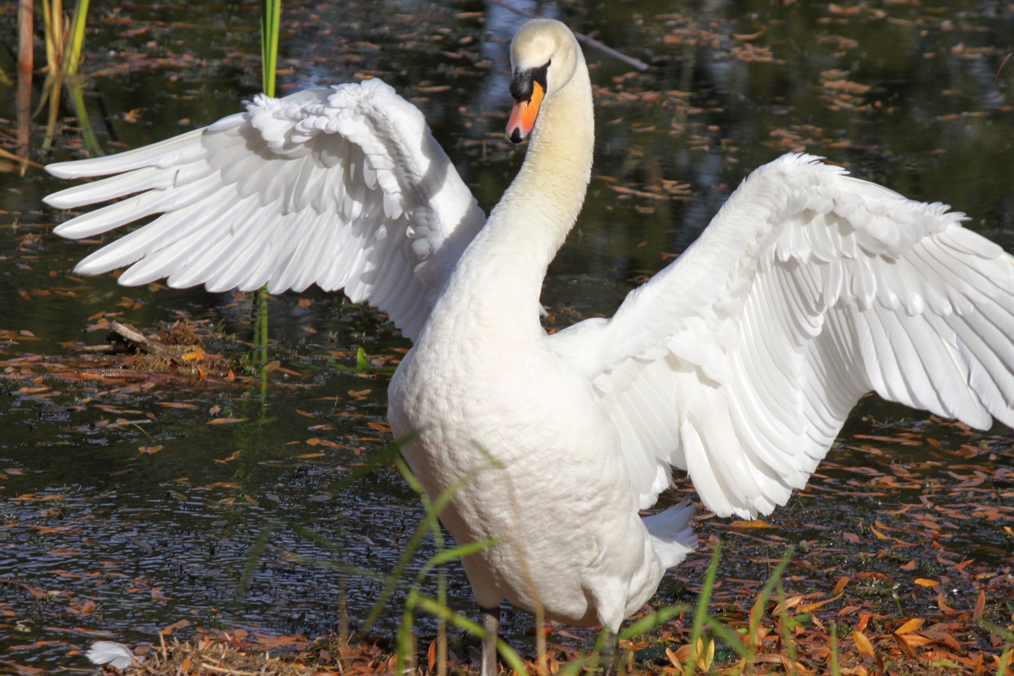Лебедь, принимающий пластическую позу с расправленными крыльями, придает саду экзотическую атмосферу