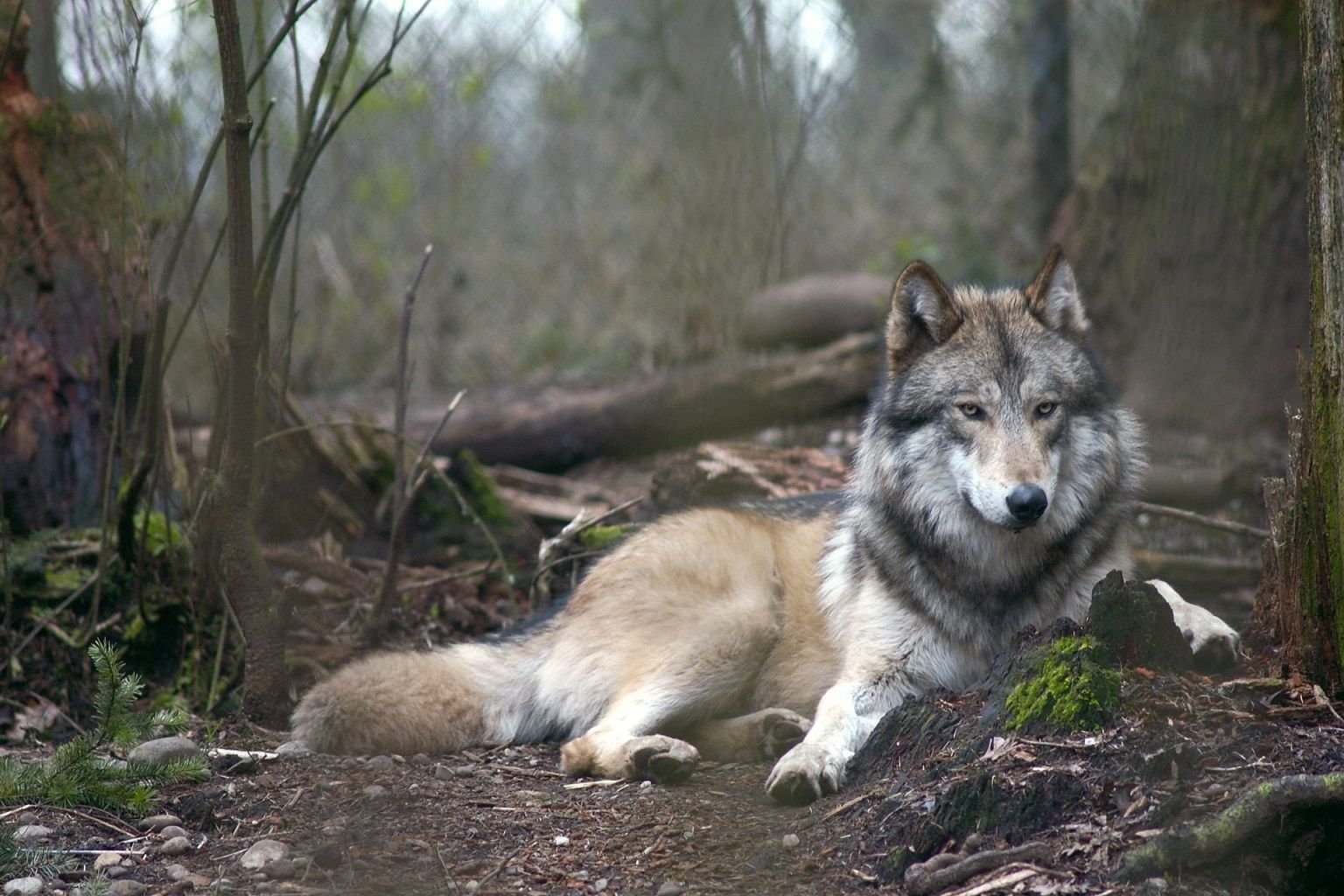R wolf. Карпатский волк. Среднеевропейский волк. Карпатский волк фото. Волк лежит.